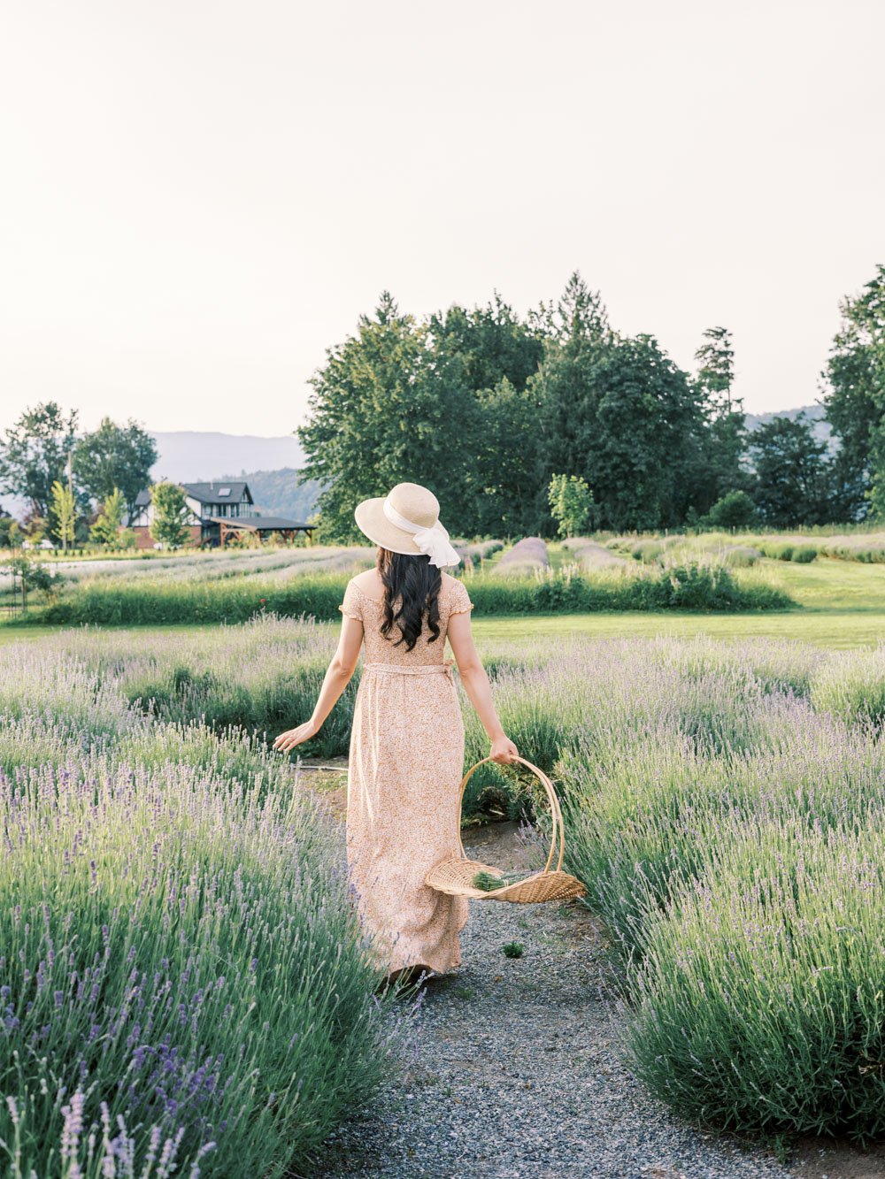 Lavender field-Engagement-Samin Photography-2.jpg